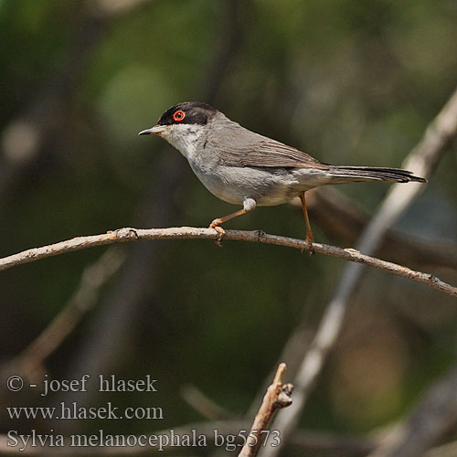 Sylvia melanocephala bg5573