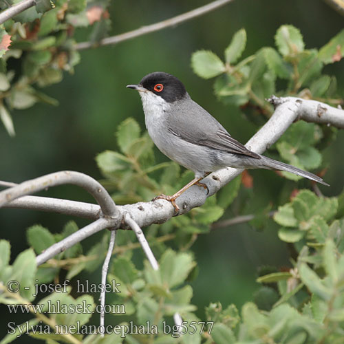 Sylvia melanocephala bg5577