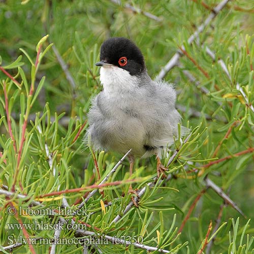 Sylvia melanocephala fe7250