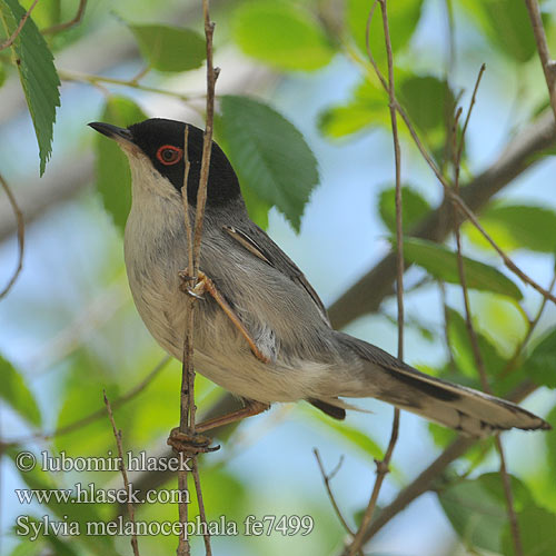 Sylvia melanocephala fe7499