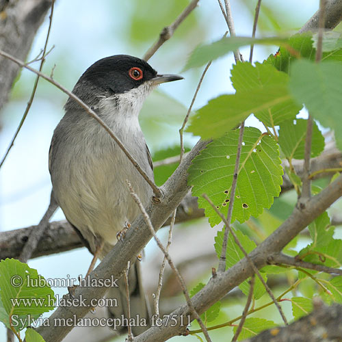 Sylvia melanocephala fe7511