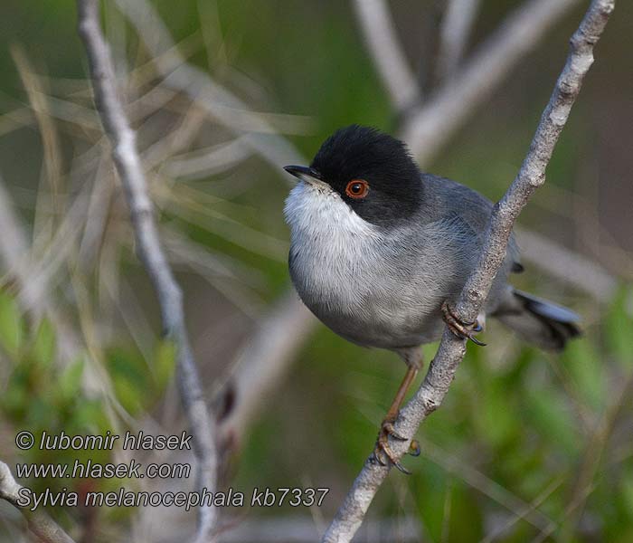 Sardinian Warbler Sylvia melanocephala