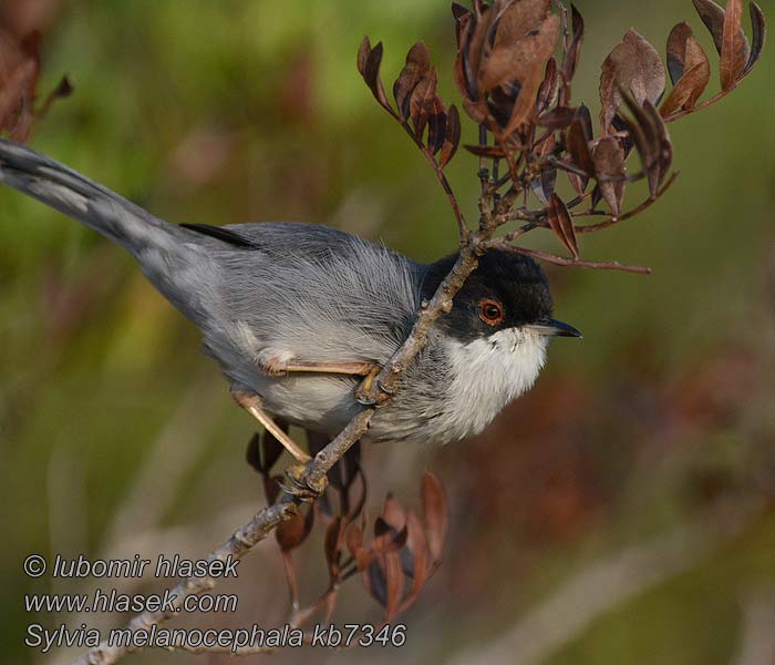 Samtkopf-Grasmücke Sylvia melanocephala