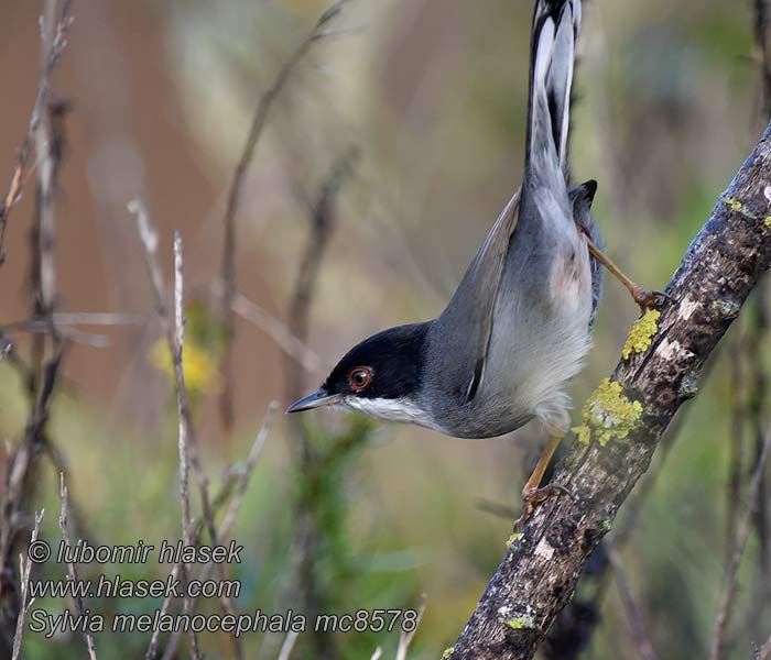 Fauvette mélanocéphale Sylvia melanocephala