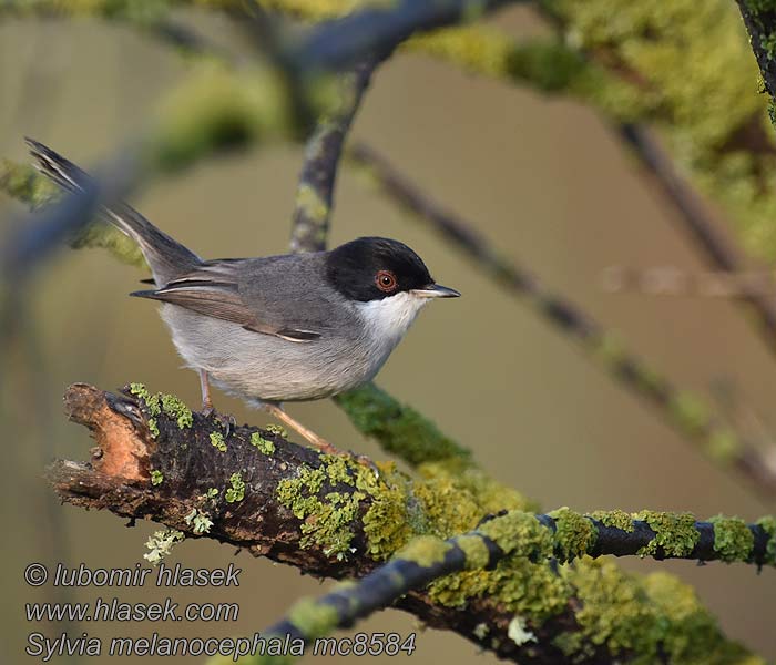 Curruca Cabecinegra Sylvia melanocephala