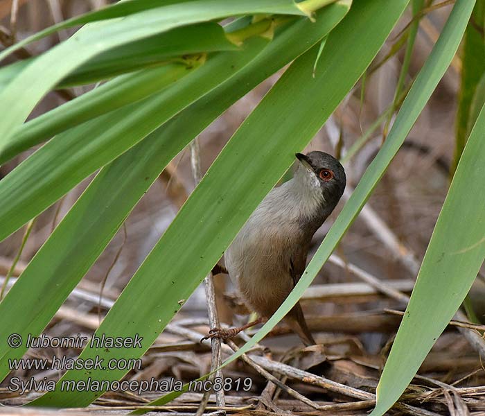 Toutinegra-de-cabeça-preta Sylvia melanocephala