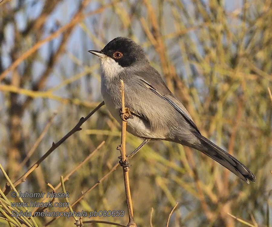 Sylvia melanocephala