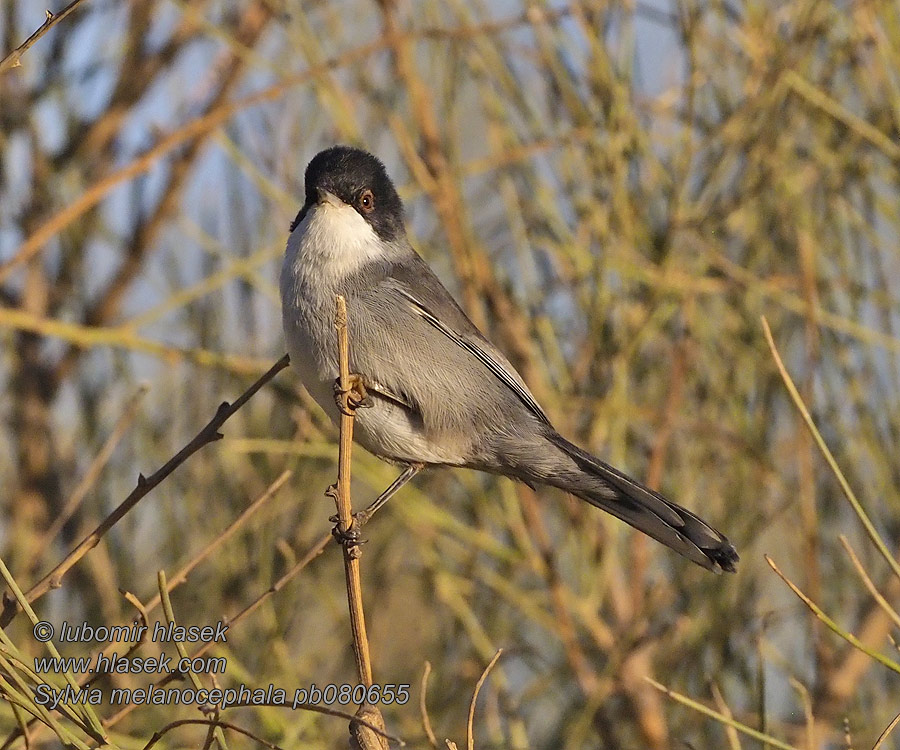 Sylvia melanocephala