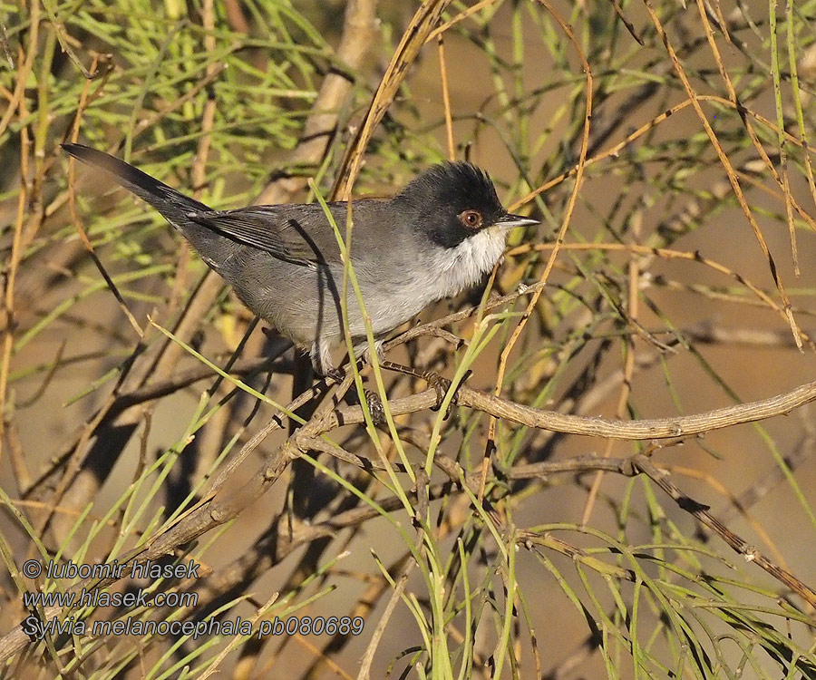 Sylvia melanocephala