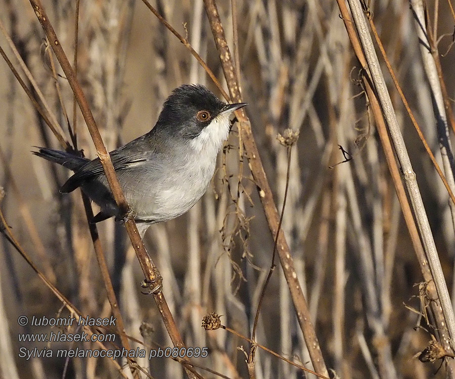 Sylvia melanocephala