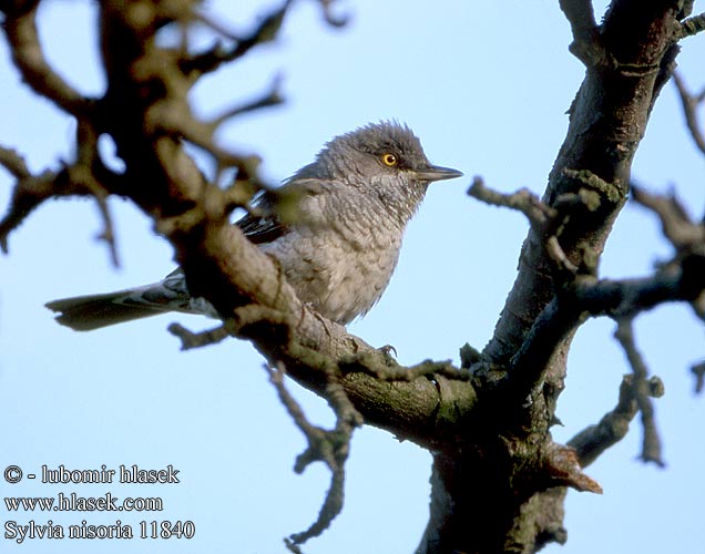 Sylvia nisoria Barred Warbler Sperbergrasmücke Fauvette