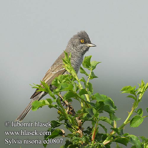 Sylvia nisoria Barred Warbler Sperbergrasmücke