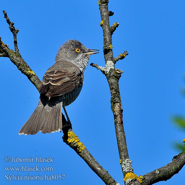 Pjegava grmuša Sylvia nisoria Barred Warbler Sperbergrasmücke