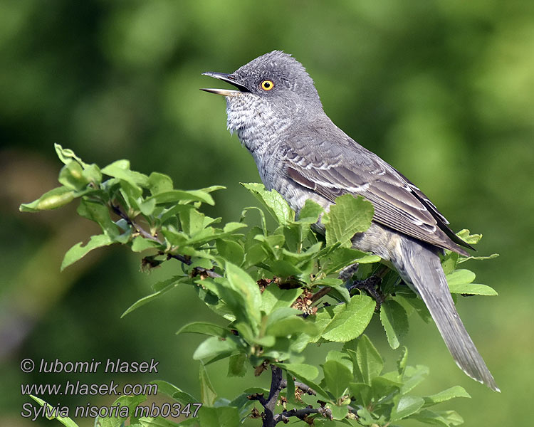 Barred Warbler Sylvia nisoria