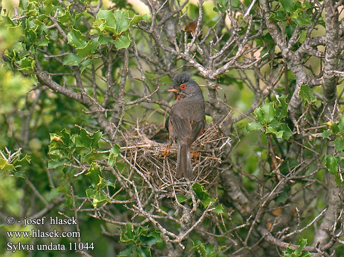 Sylvia undata Dartford Warbler Provencegrasmücke Fauvette pitchou