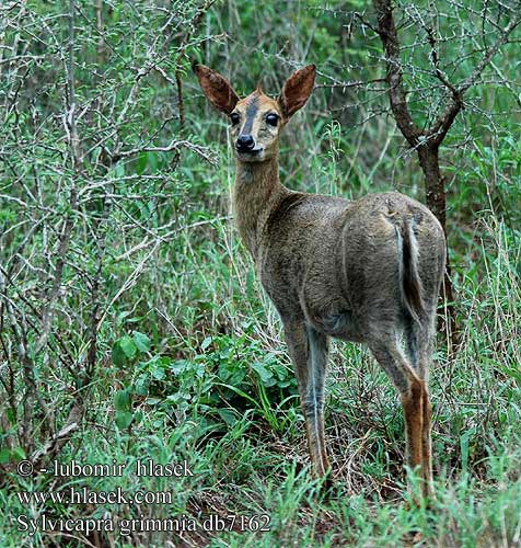 Sylvicapra grimmia UK: Grey duiker Common DK: Duiker FR: Céphalophe de Grimm NL: Duikerbok grijze duiker IT: Silvicapra ruminante HU: Bóbitás antilop Bóbitásantilop DE: Kronenducker Grauducker PL: Grym CZ: Chocholatka šedá krčilka schovávaná ES: Duiker gris 