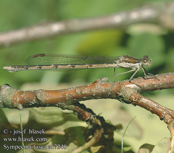 Sympecma fusca Common Winter Damselfly Leste brun Brauer Bruine winterjuffer Gemeine Winterlibelle Zimówka rudawa Šidlovka hnedá Šídlatka hnědá Vinterflickslända Prisojni zimnik Erdei rabló