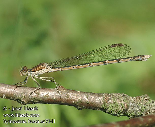 Sympecma fusca Gemeine Winterlibelle Zimówka rudawa Šidlovka hnedá Šídlatka hnědá Vinterflickslända Prisojni zimnik Erdei rabló Common Winter Damselfly Leste brun Brauer Bruine winterjuffer