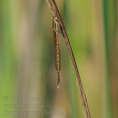 Gemeine Winterlibelle Zimówka rudawa Šidlovka hnedá Šídlatka hnědá Vinterflickslända Prisojni zimnik Erdei rabló Лютка тусклая Sympecma fusca Common Winter Damselfly Leste brun Brauer Bruine winterjuffer