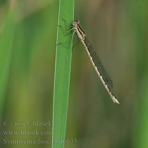 Šídlatka hnědá Vinterflickslända Prisojni zimnik Erdei rabló Лютка тусклая Sympecma fusca Common Winter Damselfly Leste brun Brauer Bruine winterjuffer Gemeine Winterlibelle Zimówka rudawa Šidlovka hnedá