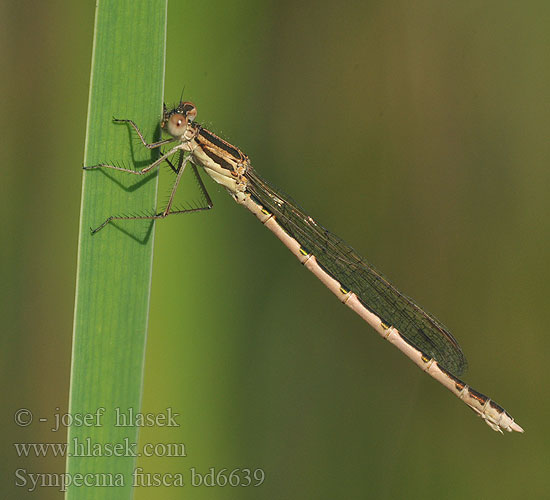 Лютка тусклая Sympecma fusca Common Winter Damselfly Leste brun Brauer Bruine winterjuffer Gemeine Winterlibelle Zimówka rudawa Šidlovka hnedá Šídlatka hnědá Vinterflickslända Prisojni zimnik Erdei rabló