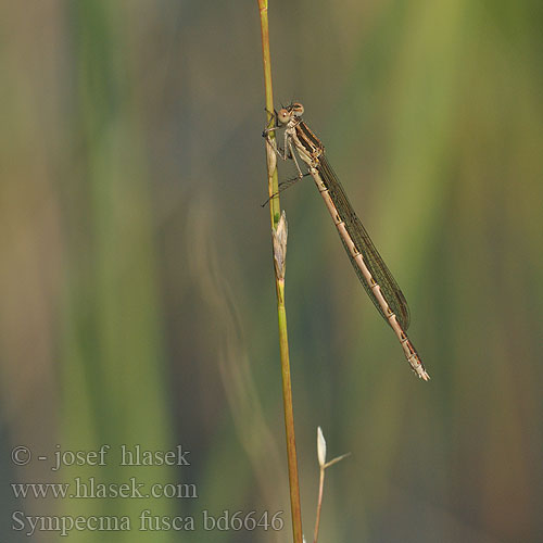 Common Winter Damselfly Leste brun Brauer Bruine winterjuffer Gemeine Winterlibelle Zimówka rudawa Šidlovka hnedá Šídlatka hnědá Vinterflickslända Prisojni zimnik Erdei rabló Лютка тусклая Sympecma fusca