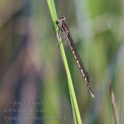 Sympecma fusca bd6654