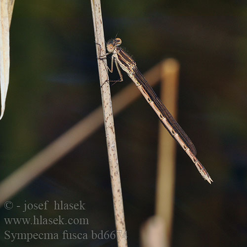 Bruine winterjuffer Gemeine Winterlibelle Zimówka rudawa Šidlovka hnedá Šídlatka hnědá Vinterflickslända Prisojni zimnik Erdei rabló Лютка тусклая Sympecma fusca Common Winter Damselfly Leste brun Leste Brauer