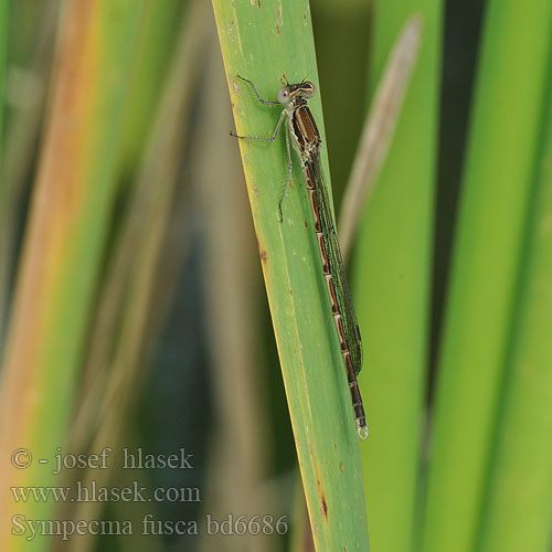 Zimówka rudawa Šidlovka hnedá Šídlatka hnědá Vinterflickslända Prisojni zimnik Erdei rabló Лютка тусклая Sympecma fusca Common Winter Damselfly Leste brun Leste Brauer Bruine winterjuffer Gemeine Winterlibelle