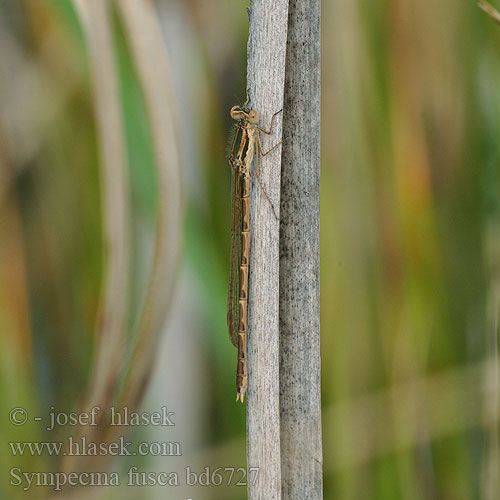 Šidlovka hnedá Šídlatka hnědá Vinterflickslända Prisojni zimnik Erdei rabló Лютка тусклая Sympecma fusca Common Winter Damselfly Leste brun Leste Brauer Bruine winterjuffer Gemeine Winterlibelle Zimówka rudawa