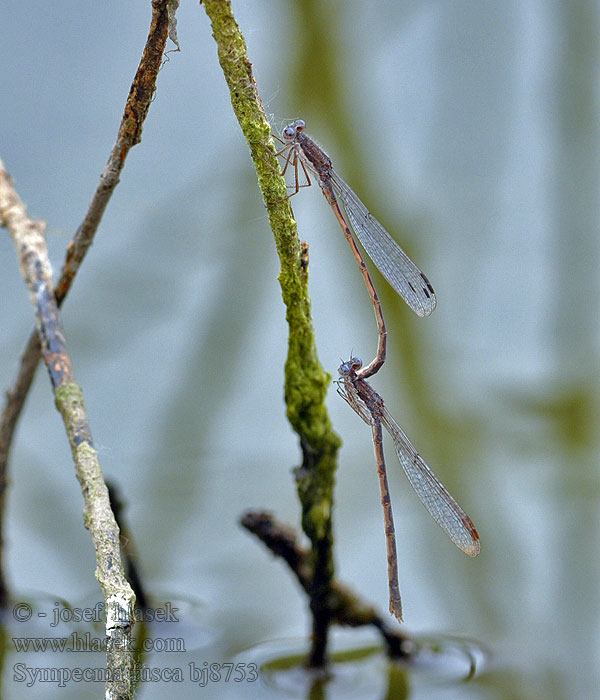 Common Winter Damselfly Sympecma fusca