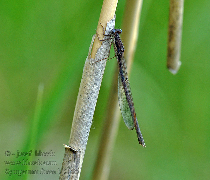 Leste brun Brauer Sympecma fusca