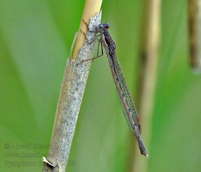 Bruine winterjuffer Sympecma fusca