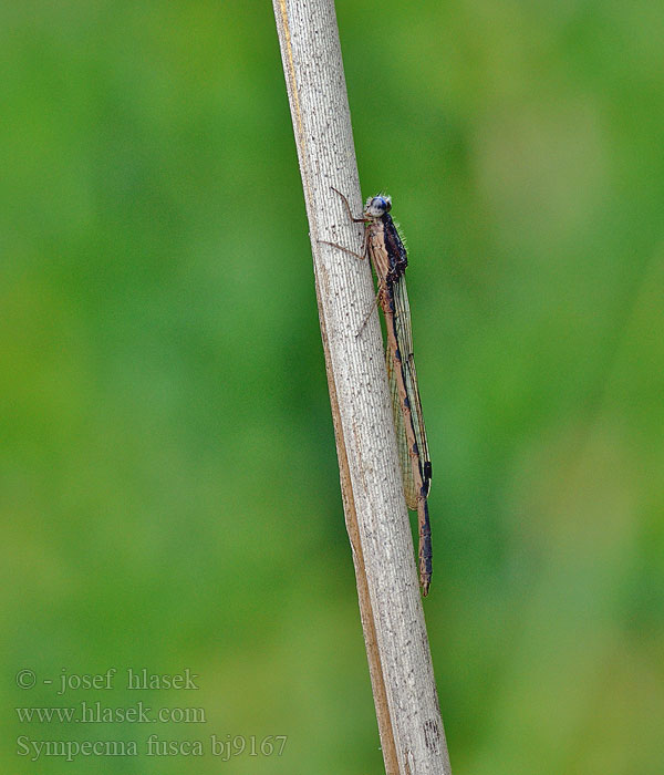 Šídlatka hnědá Vinterflickslända Prisojni zimnik Erdei rabló Лютка тусклая Sympecma fusca Common Winter Damselfly Leste brun Leste Brauer Bruine winterjuffer Gemeine Winterlibelle Zimówka rudawa Šidlovka hnedá