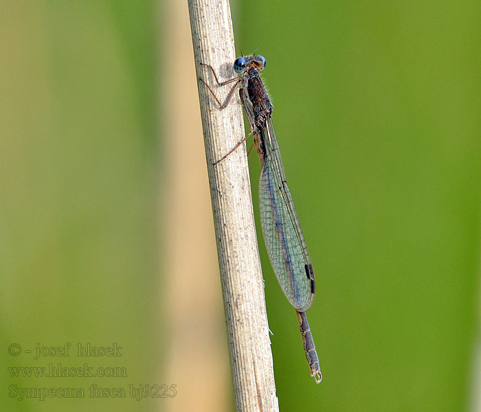 Gemeine Winterlibelle Sympecma fusca