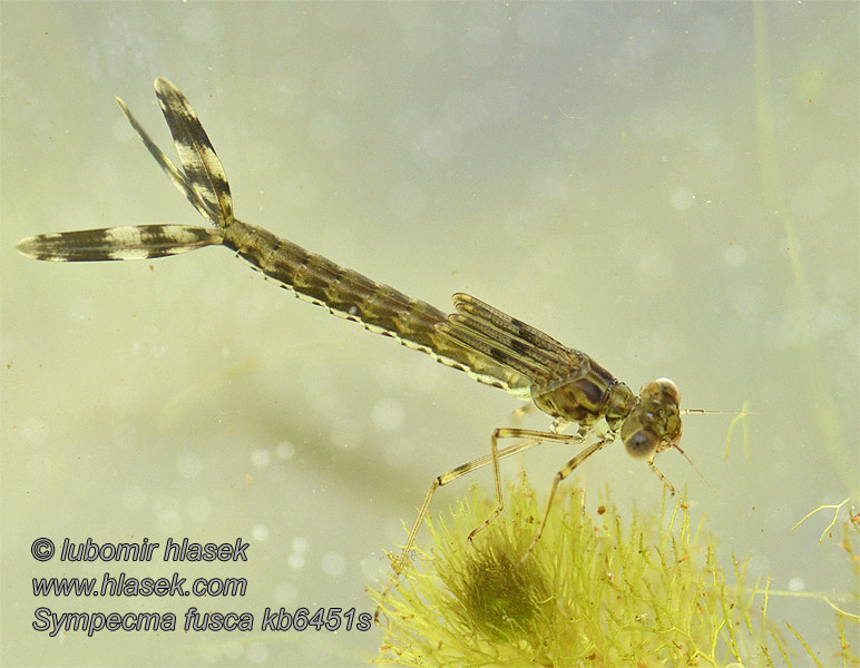 Vinterflickslända Sympecma fusca