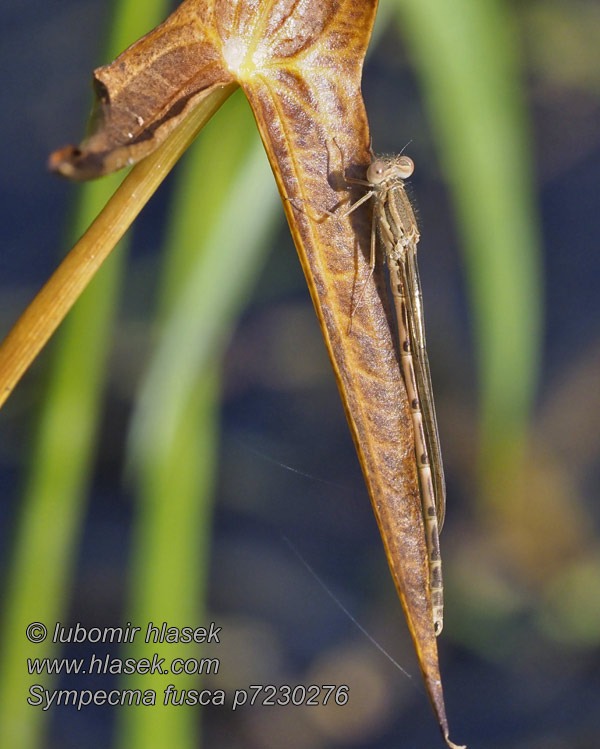 Prisojni zimnik Sympecma fusca