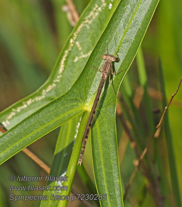 Erdei rabló Лютка тусклая Sympecma fusca