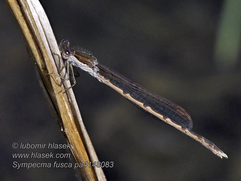 Лютка тусклая Sympecma fusca