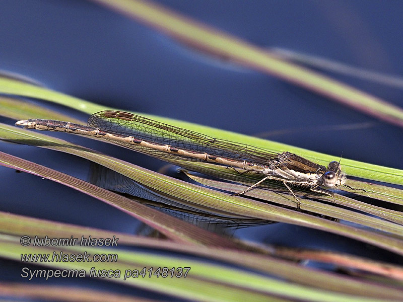 Sympecma fusca