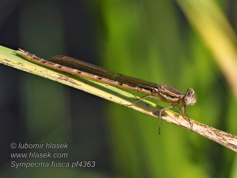 Sympecma fusca