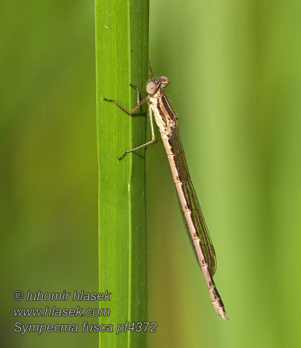 Sympecma fusca