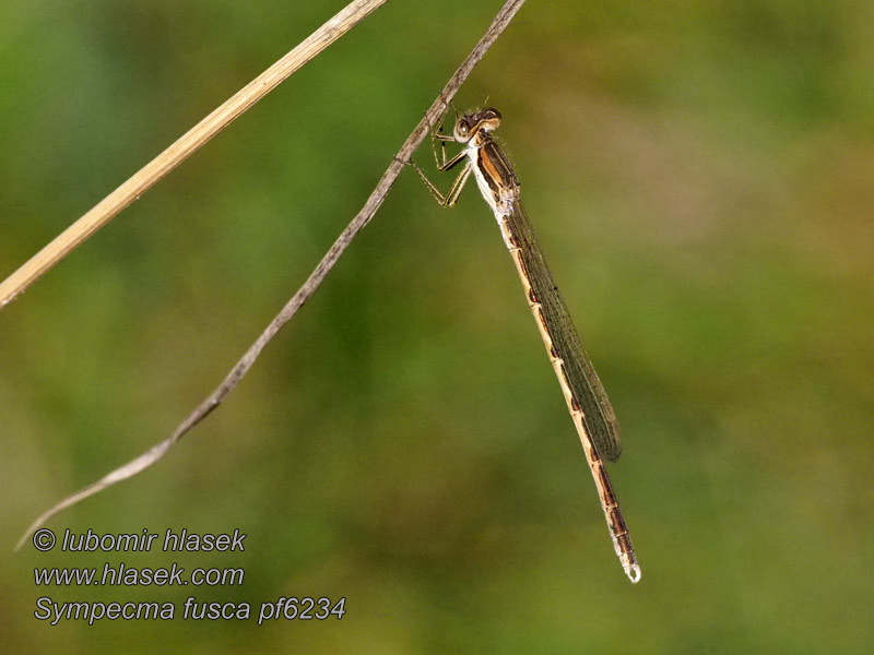 Šídlatka hnědá Sympecma fusca