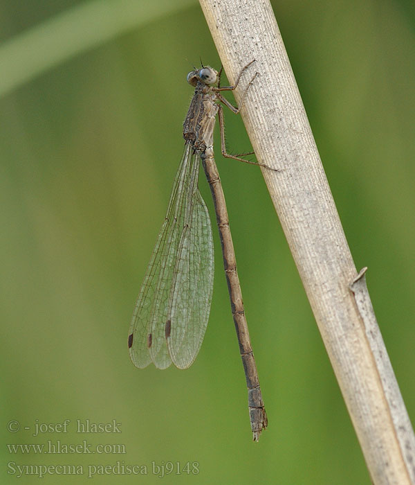 Sympecma paedisca annulata braueri striata Leste enfant