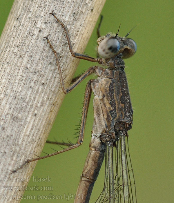 Sympecma paedisca bj9151