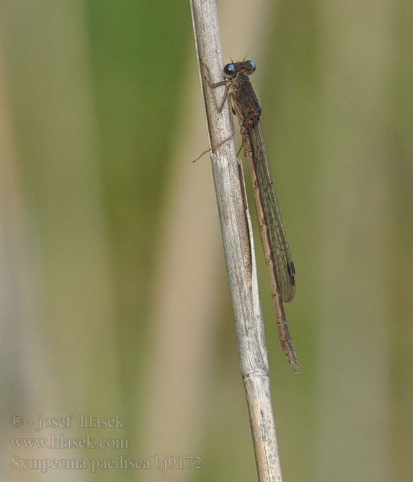 Sympecma paedisca bj9172