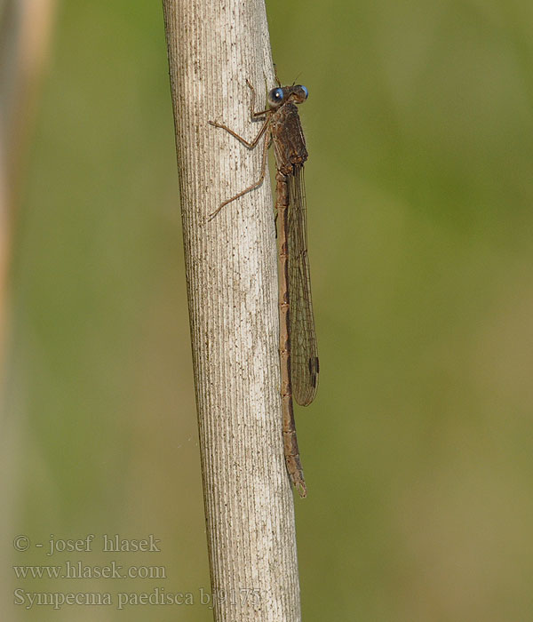 Sympecma paedisca bj9175