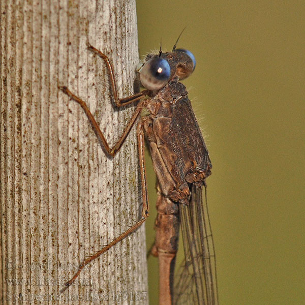 Sympecma paedisca bj9187