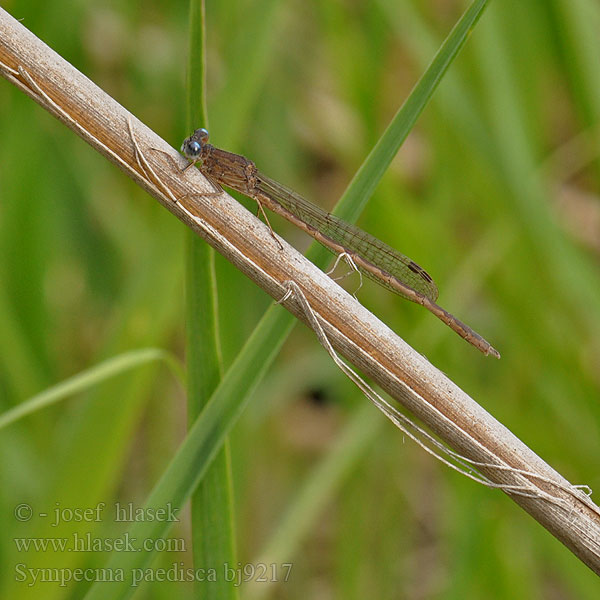 Sympecma paedisca bj9217