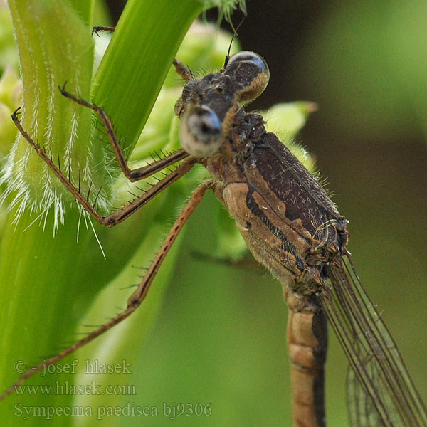 Sympecma paedisca bj9306